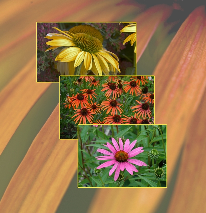 'Multiple Varieties' Coneflower - Echinacea from GCM Theme One