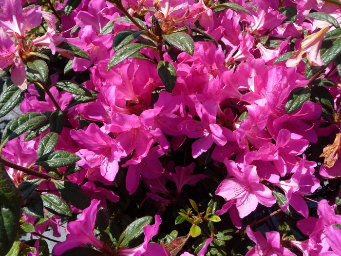 Encore® 'Autumn Amethyst' - Rhododendron (Azalea) from GCM Theme One