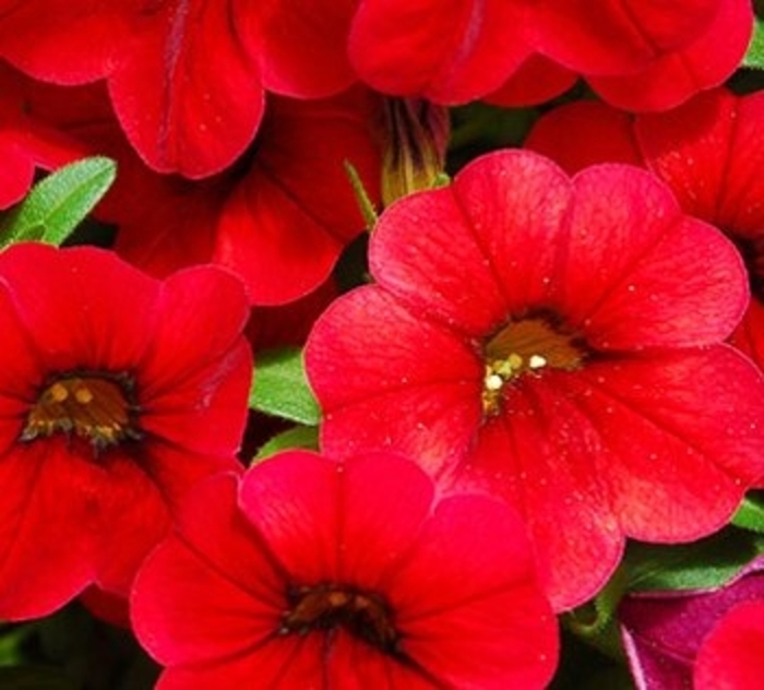 Catwalk® Bouquet Red - Calibrachoa from GCM Theme One