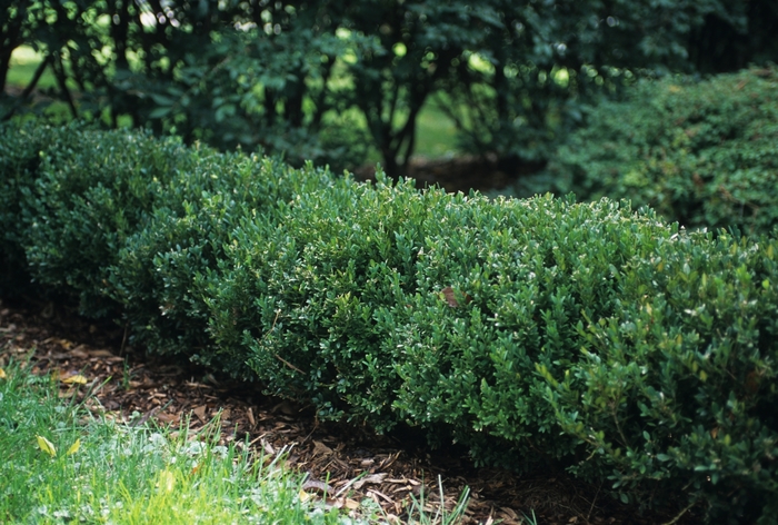 Northern Charm™ Boxwood - Buxus x 'Wilson' from GCM Theme One