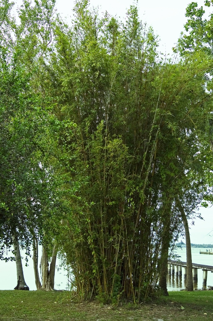 'Alphonse Karr' Bamboo - Bambusa glaucescens from GCM Theme One