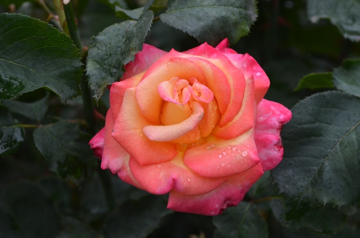 Rosa Dream Come True - Grandiflora Rose from GCM Theme One