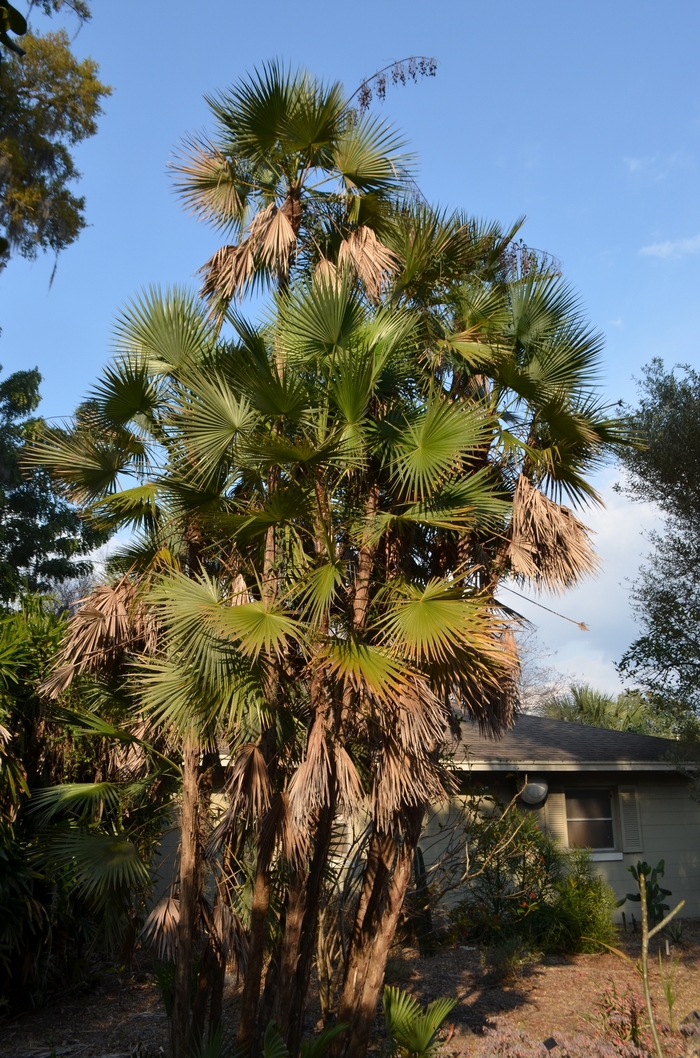 Everglades Palm - Acoelorraphe wrightii from GCM Theme One
