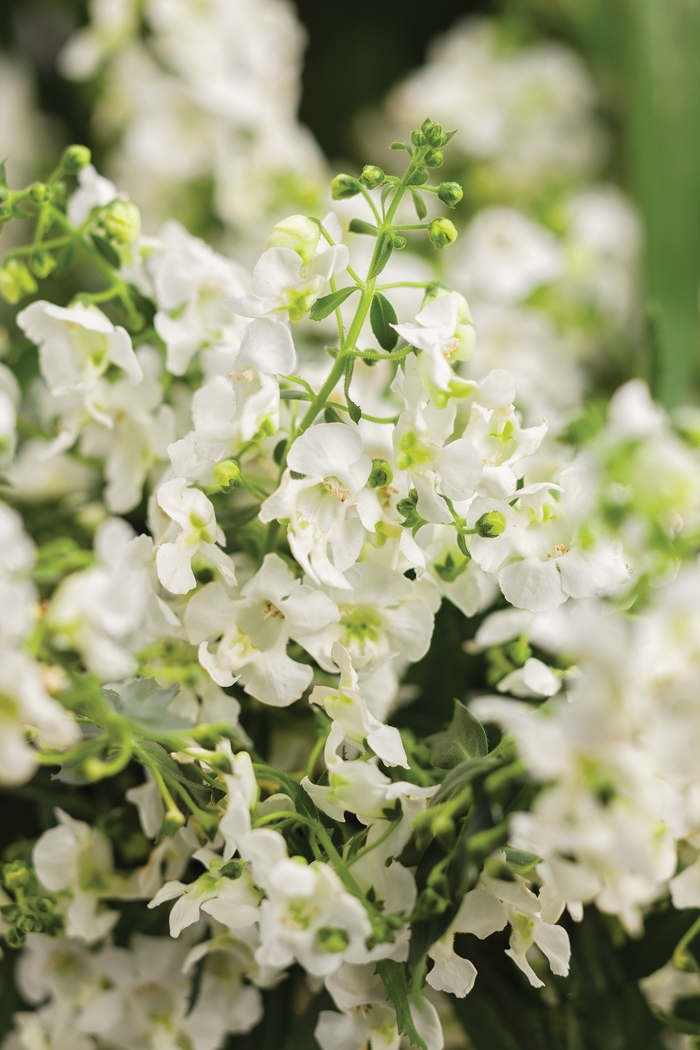 Carita™ Summer Snapdragon - Angelonia a. 'Angelface Cascade White' from GCM Theme One