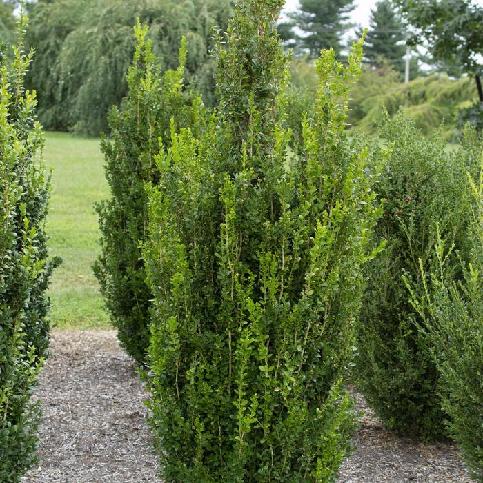 'Highlander' - Buxus x from GCM Theme One
