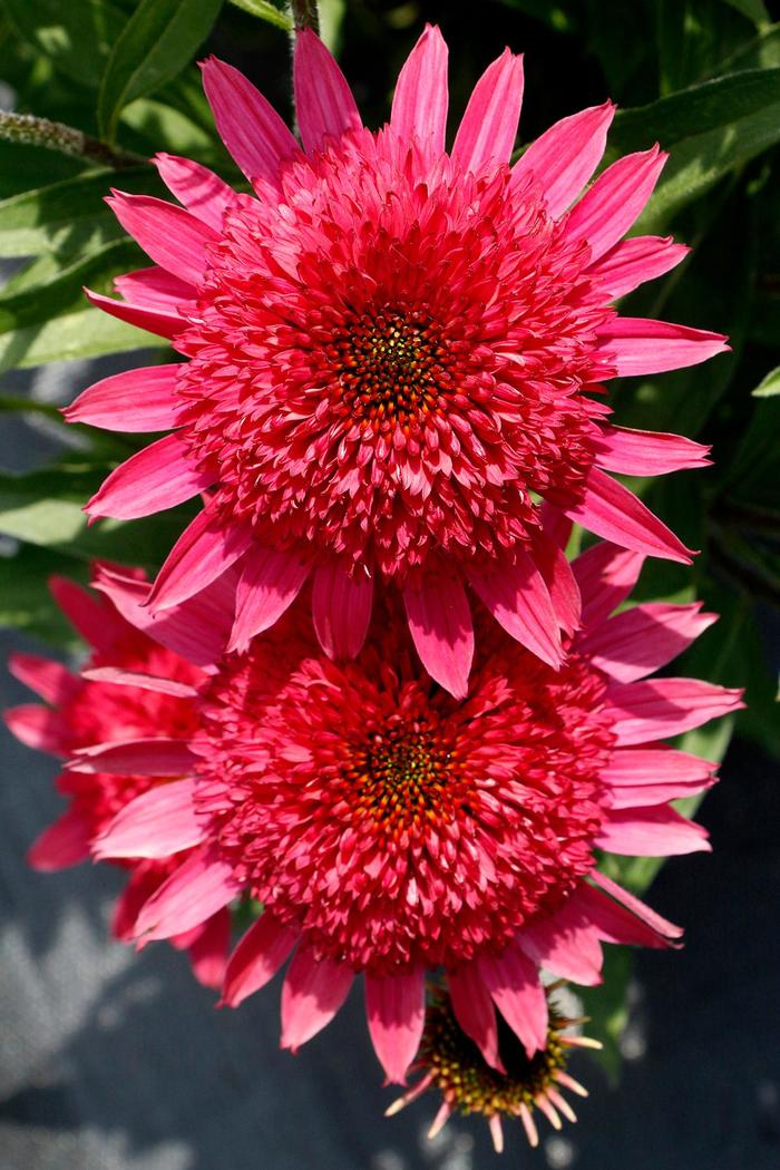 'Giddy Pink' - Echinacea hybrid from GCM Theme One