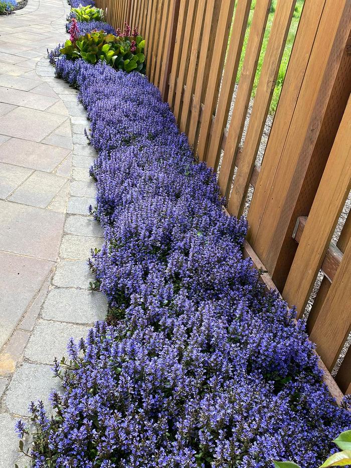 'Blueberry Muffin' - Ajuga reptans from GCM Theme One
