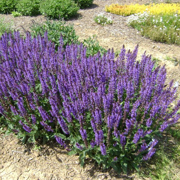 'Blue by You' - Salvia nemorosa (Meadow Sage) from GCM Theme One