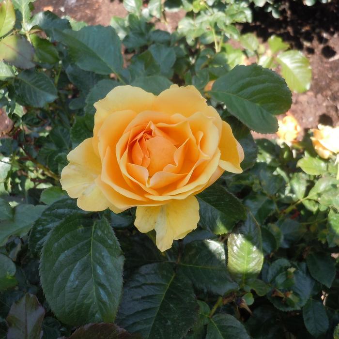 'Amber Queen' Shrub Rose - Rosa from GCM Theme One