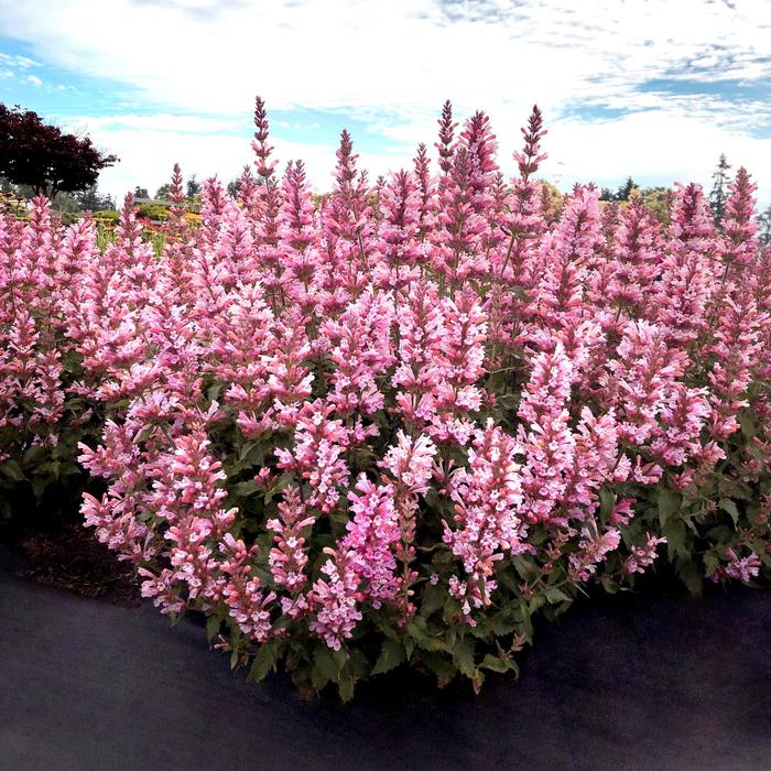 'Pink Pearl' Anise Hyssop - Agastache PPAF from GCM Theme One