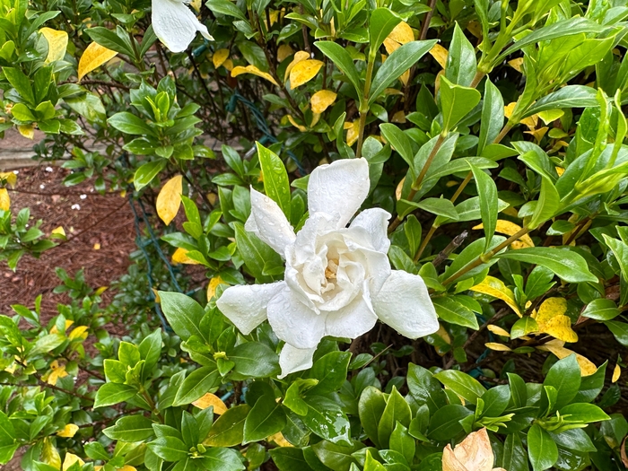 'Frost Proof' - Gardenia jasminoides from GCM Theme One