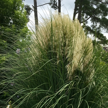 Cortaderia selloana 'Jet Streams' - Dwarf Pampas Grass