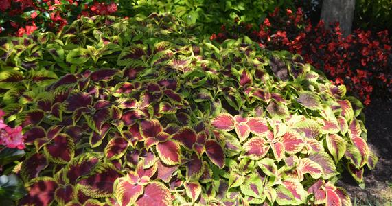 Coleus – Adding Color to Your Garden