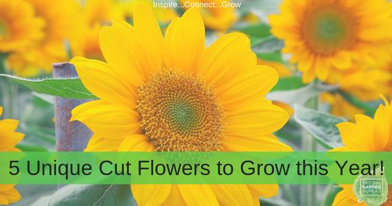 Grow Your Own Cut Flower Garden!
