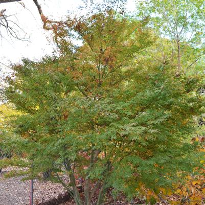 Acer palmatum 'Ao kanzashi' - Variegated Japanese Maple