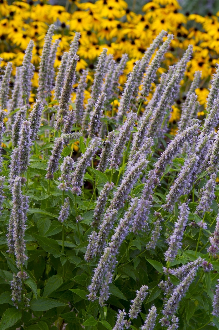 Anise Hyssop - Agastache 'Blue Fortune' from GCM Theme One