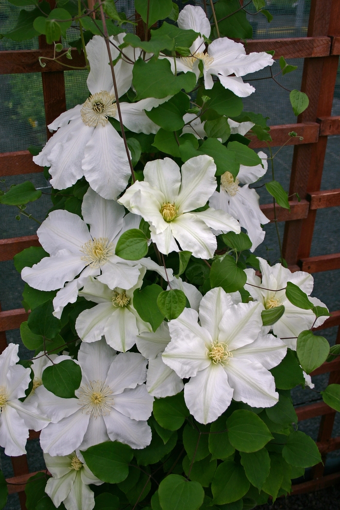 Clematis - Clematis 'Alabast' from GCM Theme One