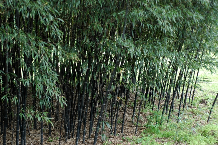 Bamboo - Phyllostachys nigra 'Daikokuchiku' from GCM Theme One