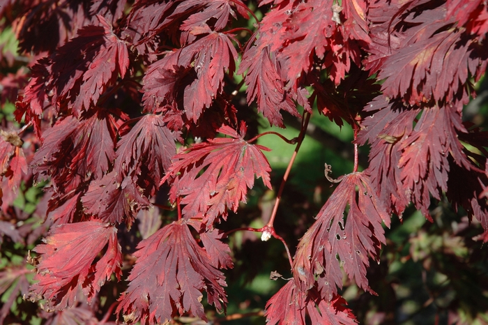 Full Moon Maple - Acer japonicum from GCM Theme One