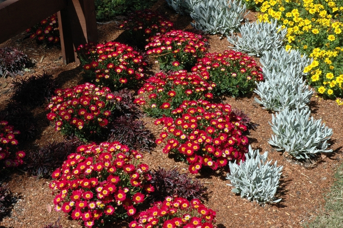 Marguerite Daisy - Argyranthemum hybrid 'Meteor Red' from GCM Theme One