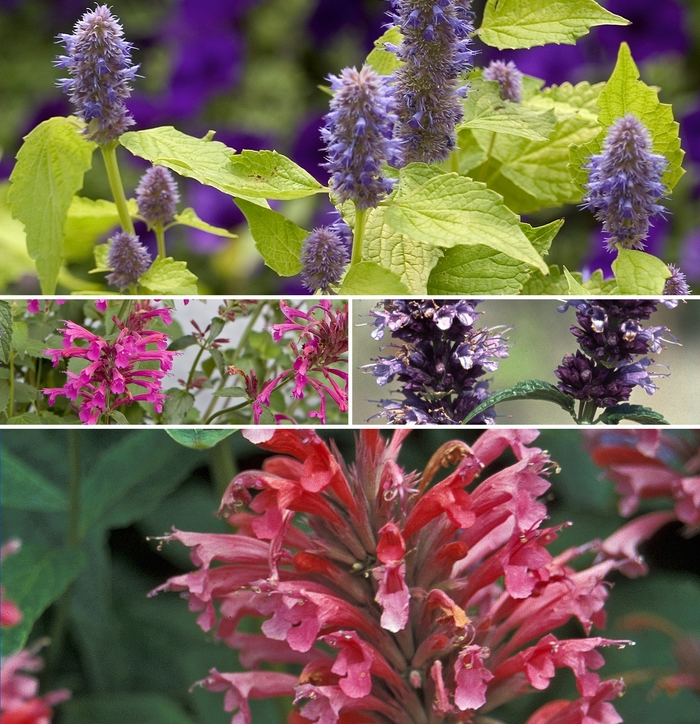 Giant Hyssop - Agastache - Multiple Varieties from GCM Theme One