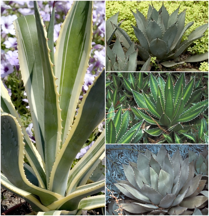 Multiple Varieties - Agave from GCM Theme One