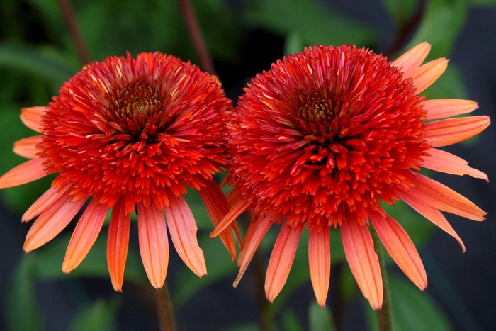 Coral Reef Coneflower - Echinacea 'Coral Reef' from GCM Theme One
