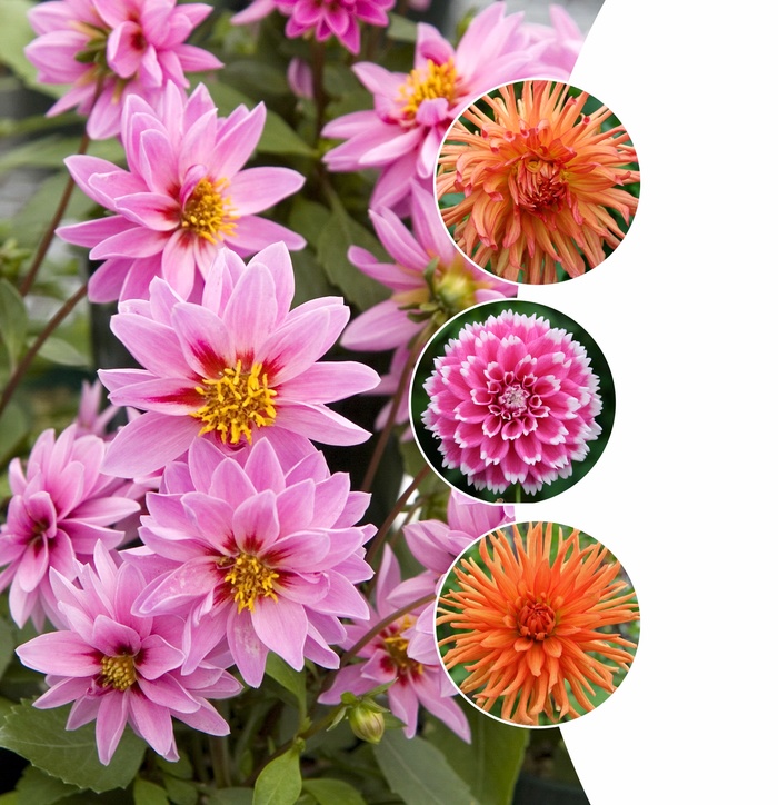 Dahlia - Assorted Varieties from GCM Theme One