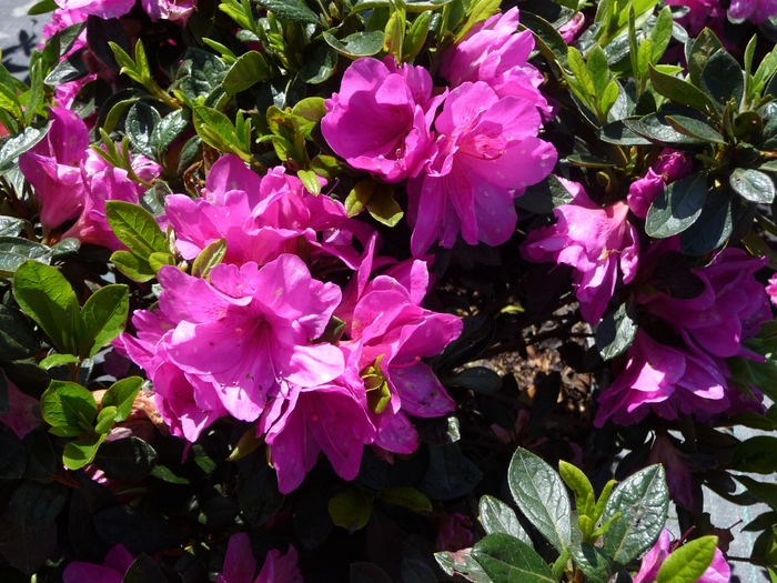 'Easter Morn' - Rhododendron hybrid from GCM Theme One