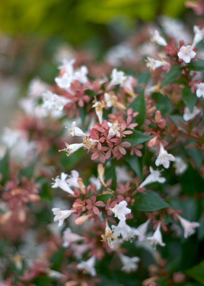 Color Choice® Ruby Anniversary™ - Abelia chinensis 'Keiser' PP21632 from GCM Theme One
