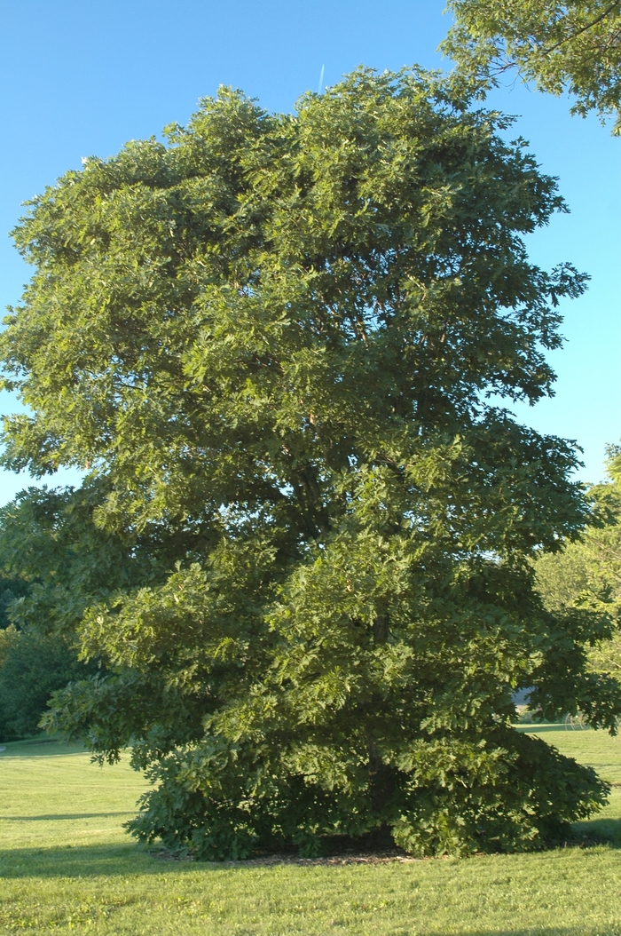 White Oak - Quercus alba from GCM Theme One
