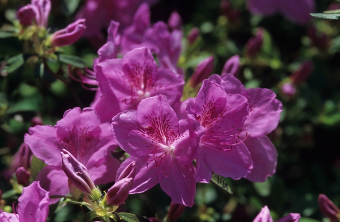 Merlin Azalea - Rhododendron 'Merlin' (Azalea) from GCM Theme One