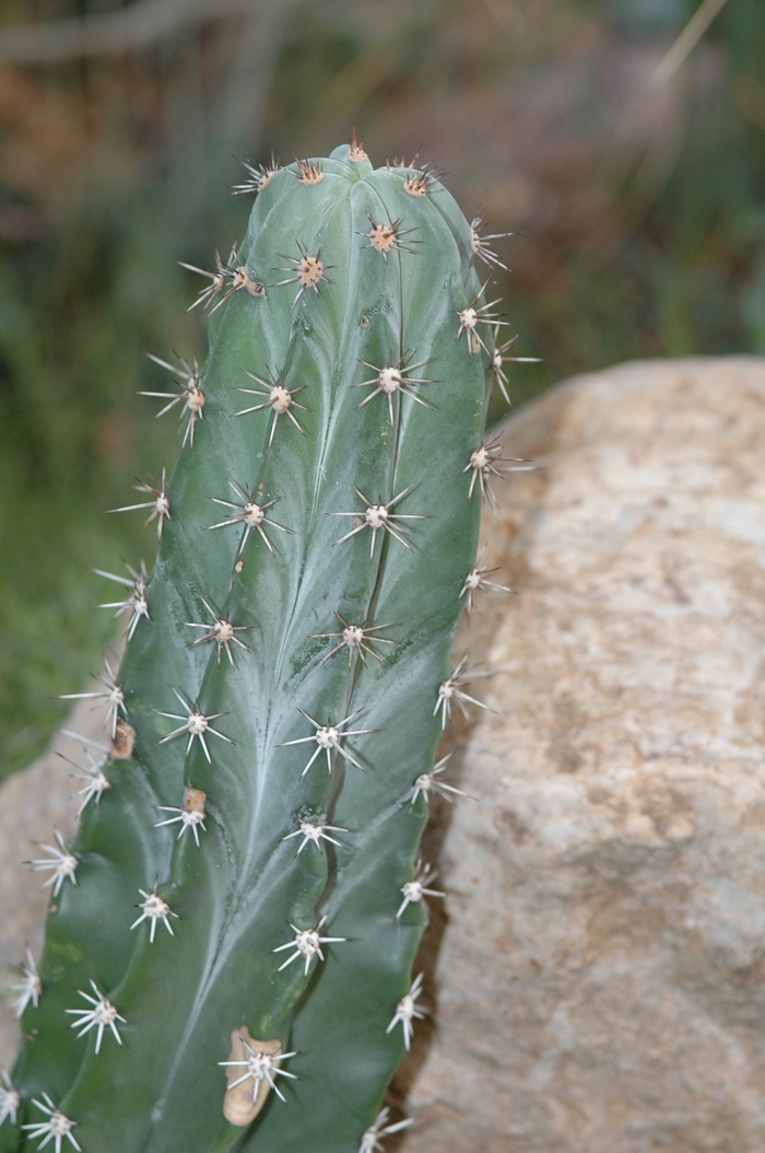 Triangle Cactus - Acanthocereus pitajaya from GCM Theme One