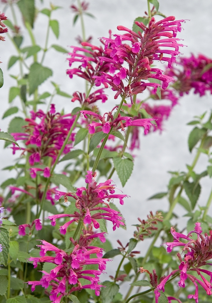 Mexican hyssop - Agastache 'Color Spires®Pink' from GCM Theme One