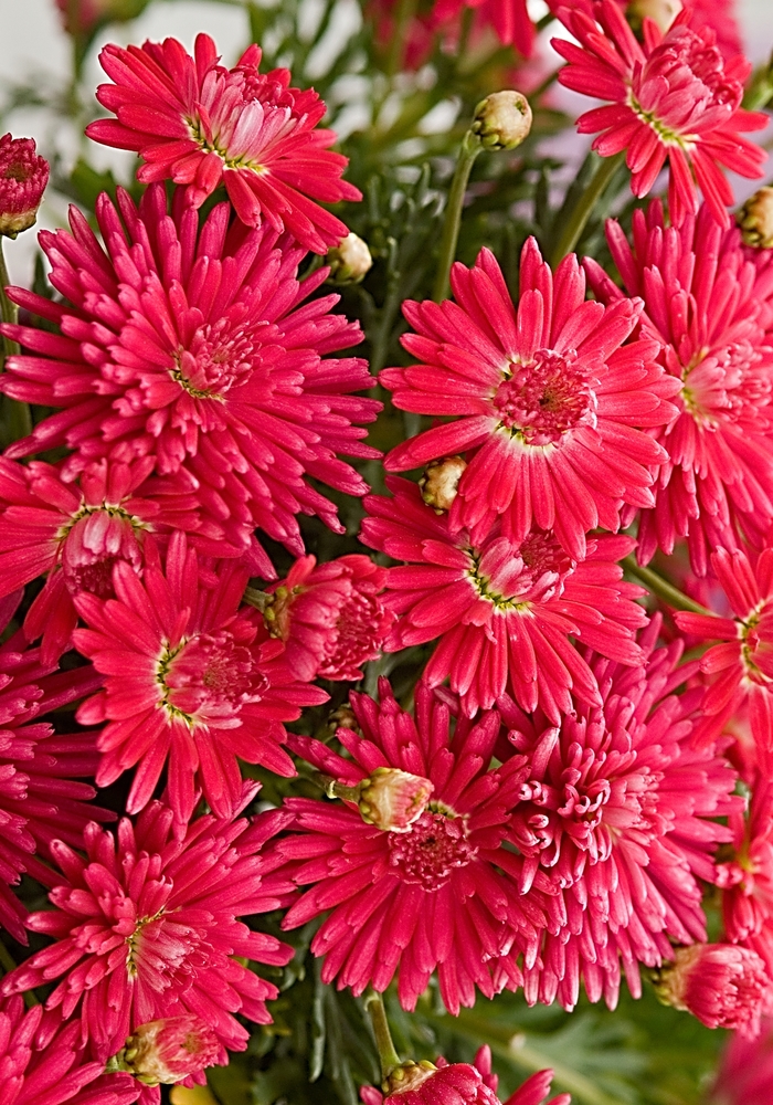 Marguerite Daisy - Argyranthemum 'Fireball Red' from GCM Theme One