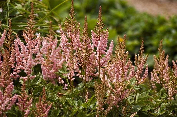 False Spirea - Astilbe chinensis 'Visions in Pink' from GCM Theme One