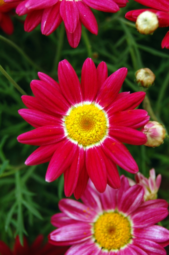 Marguerite - Argyranthemum frutescens 'Comet™ Red' from GCM Theme One