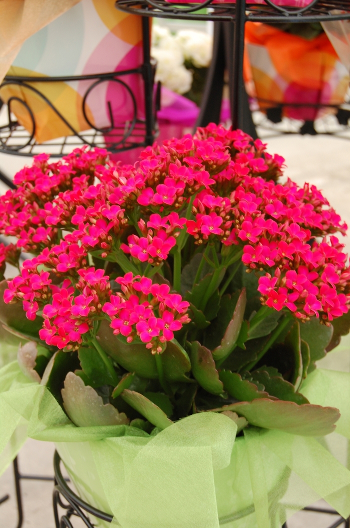 Forever Midi Berry Pink - Kalanchoe from GCM Theme One