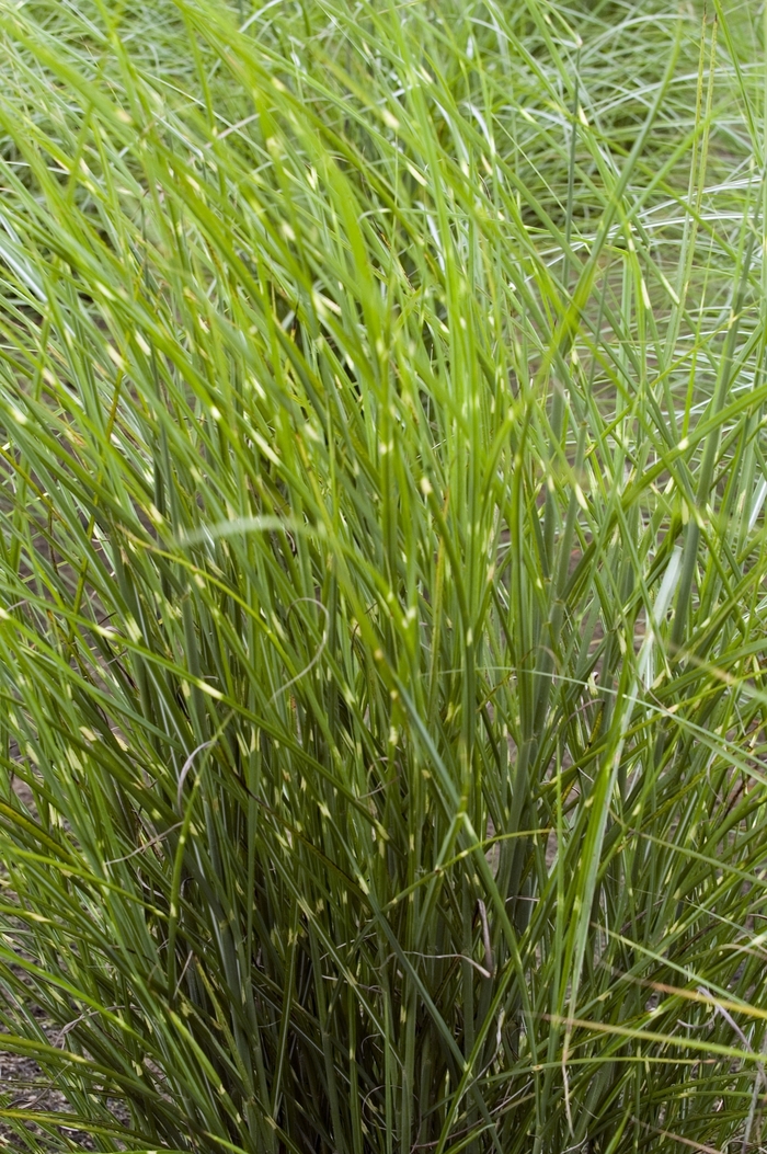 Maiden Grass - Miscanthus sinensis 'Border Bandit' from GCM Theme One