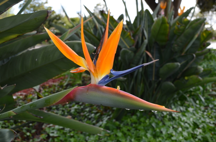 Tropical Bird of Paradise - Strelitzia reginae from GCM Theme One
