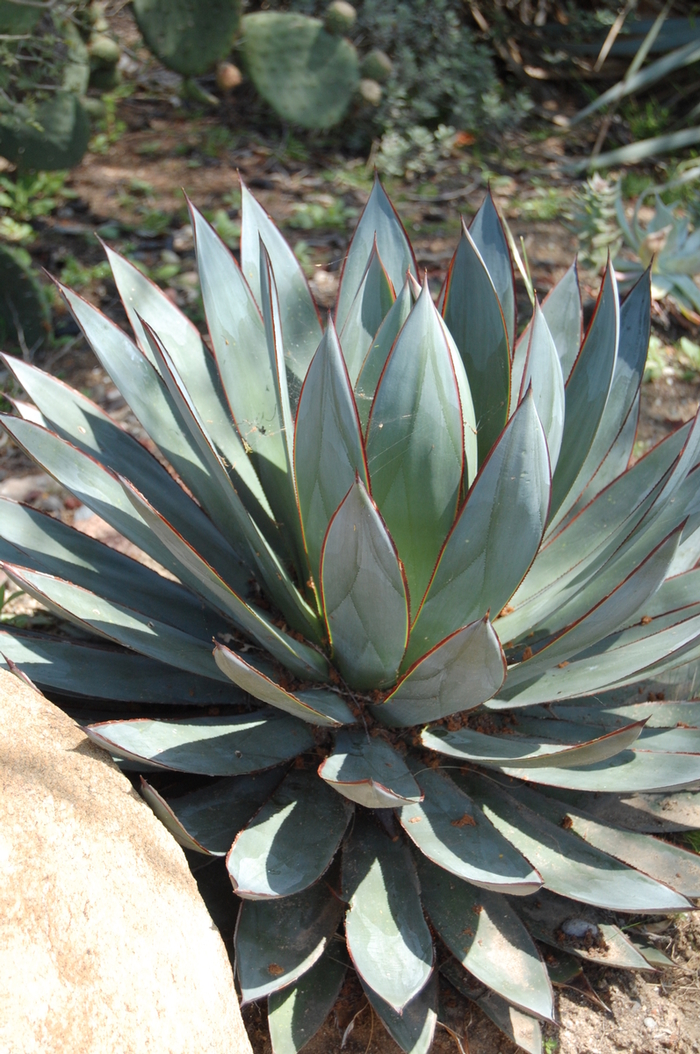 Agave 'Blue Glow' - Succulent from GCM Theme One