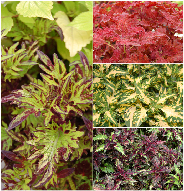 Stained Glassworks™ - Coleus - Multiple Varieties from GCM Theme One
