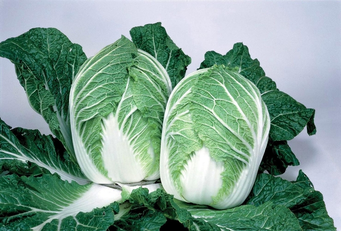 China Express F1 - Chinese Cabbage from GCM Theme One