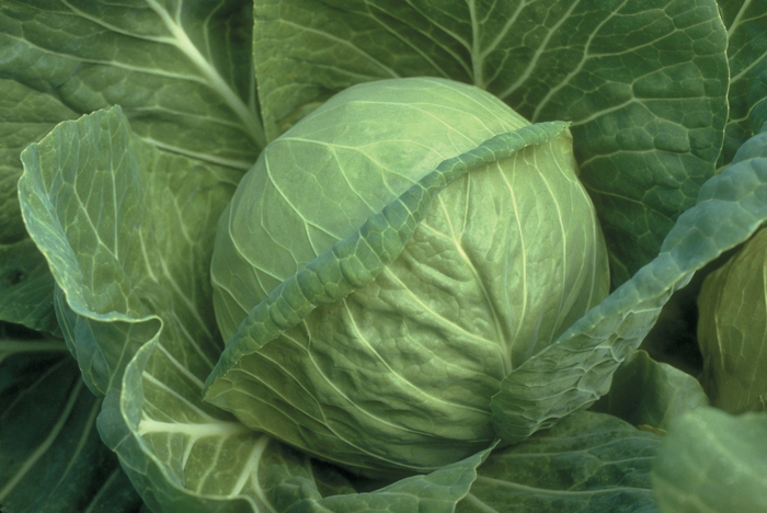 Fast Vantage Cabbage - Brassica oleracea var. capitat from GCM Theme One