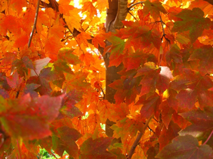 October Glory Maple - Acer rubrum 'October Glory' from GCM Theme One