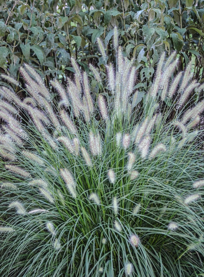 Dwarf Fountain Grass - Pennisetum alopecuroides 'Hameln' from GCM Theme One