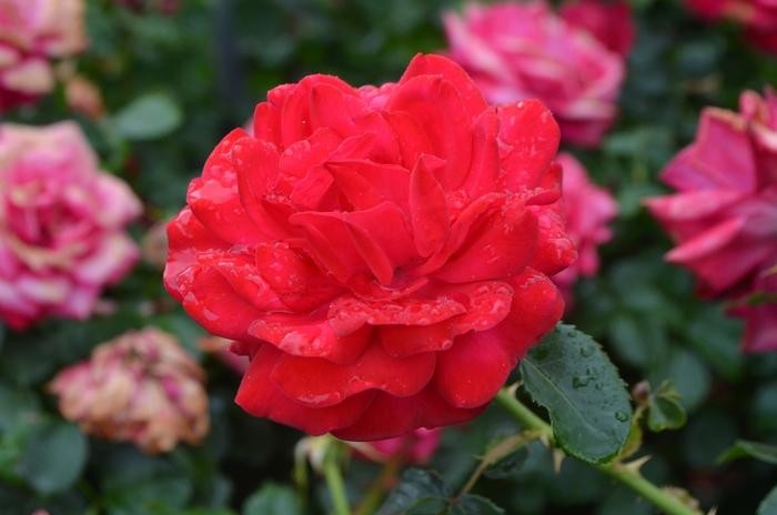Easy Elegance® Super Hero Rose - Rosa 'BAIsuhe' from GCM Theme One