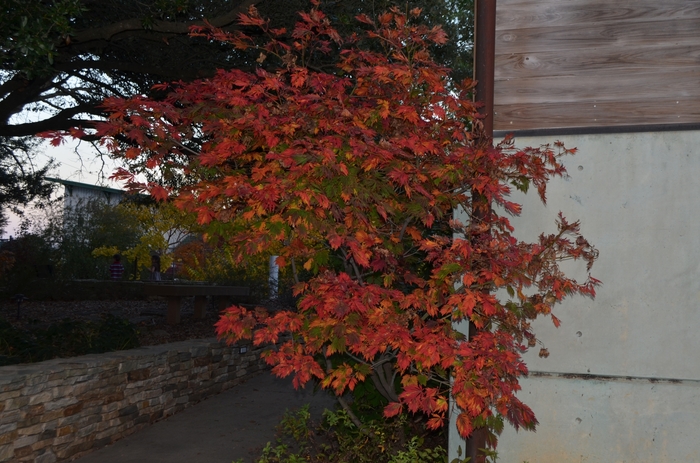 Fern-Leaf Full Moon Maple - Acer japonicum 'Filicifolium' from GCM Theme One