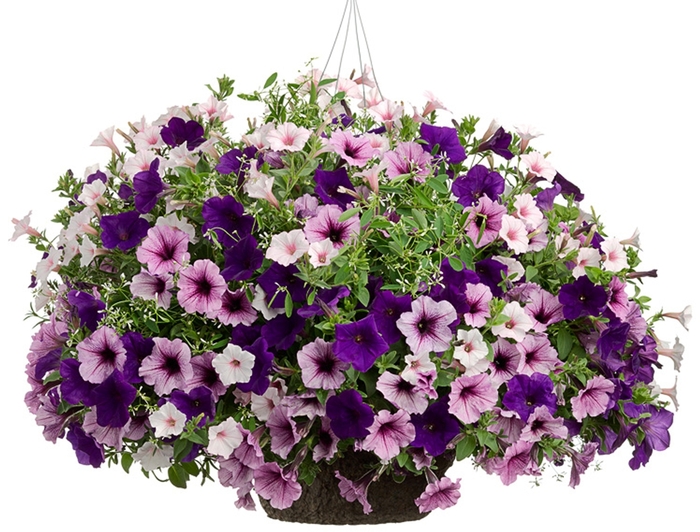 Blueberry Hill - Purple Shades Mix Hanging Basket from GCM Theme One