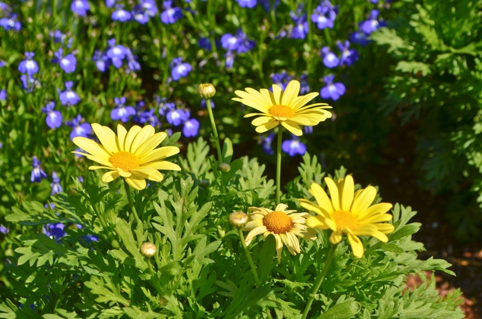 Marguerite Daisy - Argyranthemum 'Beauty Yellow' from GCM Theme One